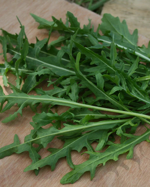 Arugula Surrey - West Coast Seeds
