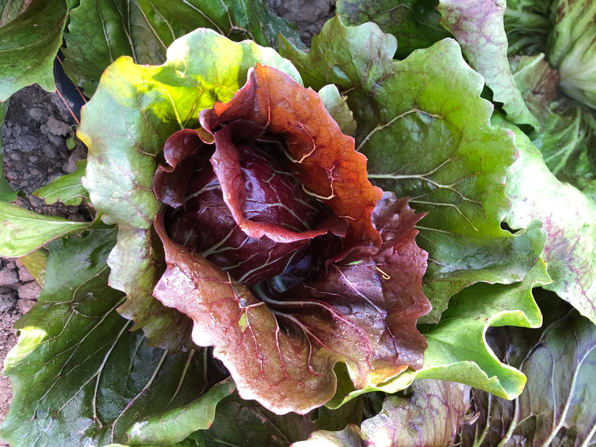 Chicory Perseo - West Coast Seeds
