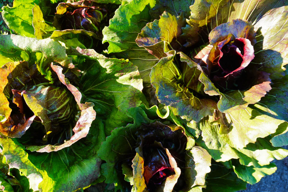Chicory Perseo - West Coast Seeds