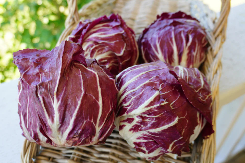 Chicory Perseo - West Coast Seeds