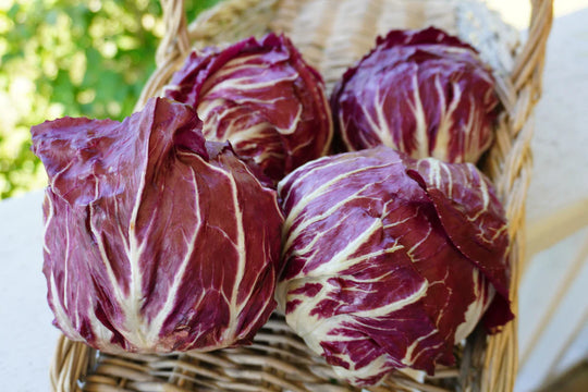 Chicory Perseo - West Coast Seeds