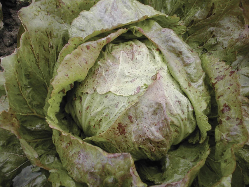 Chicory Adige Medio - West Coast Seeds