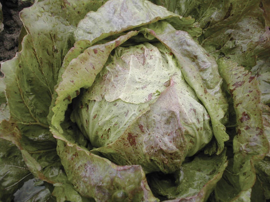 Chicory Adige Medio - West Coast Seeds