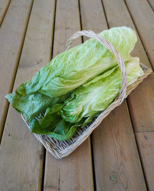 Chicory Radicchio Nettuno - West Coast Seeds