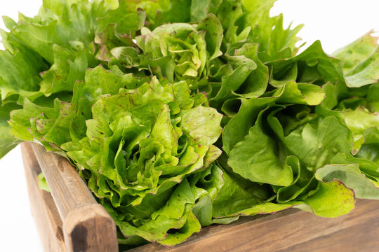 Chicory Precocissimo - West Coast Seeds