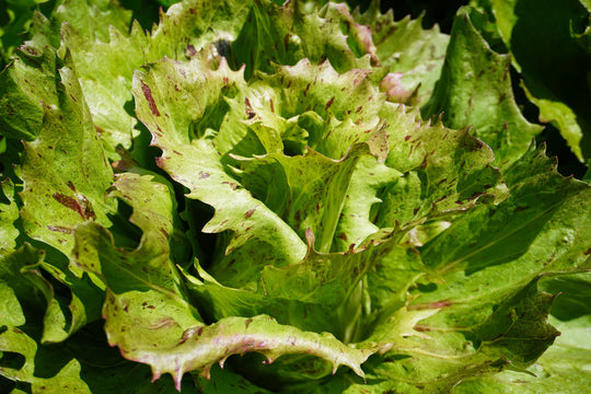 Chicory Precocissimo - West Coast Seeds