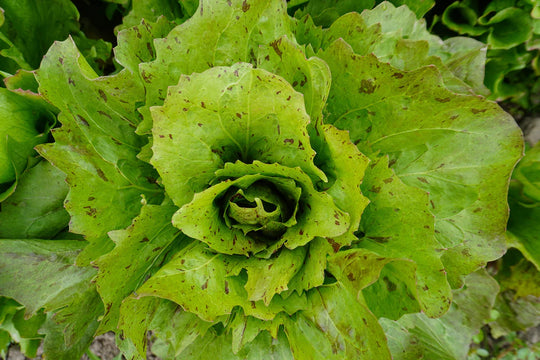 Chicory Precocissimo - West Coast Seeds