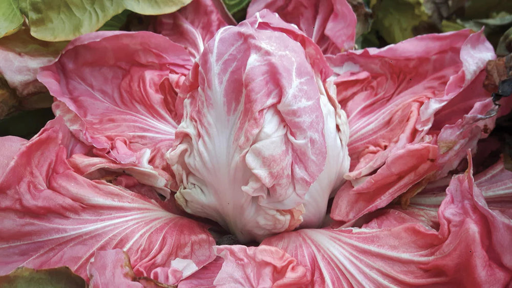 Chicory Monterosa - West Coast Seeds