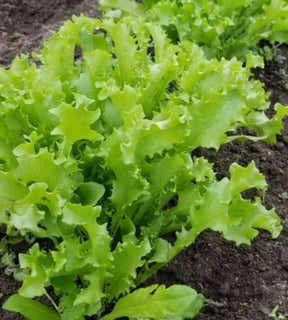 Chicory Green Curled Endive - West Coast Seeds