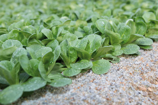 Organic Corn Salad Frost - West Coast Seeds