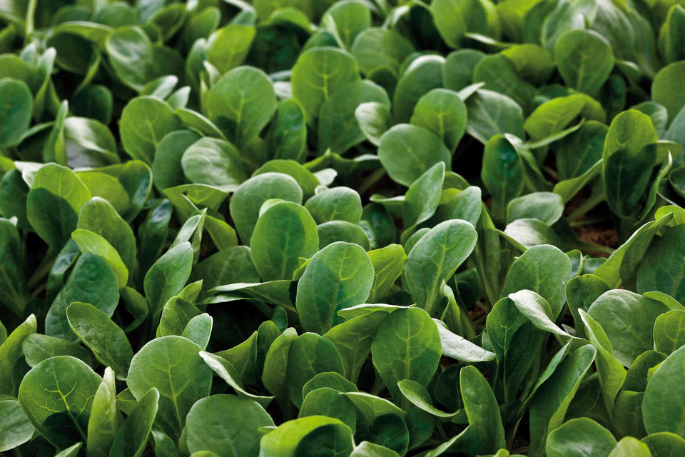Greens Match - West Coast Seeds