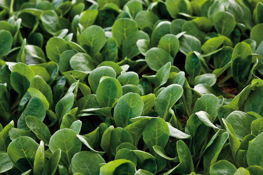 Greens Match - West Coast Seeds