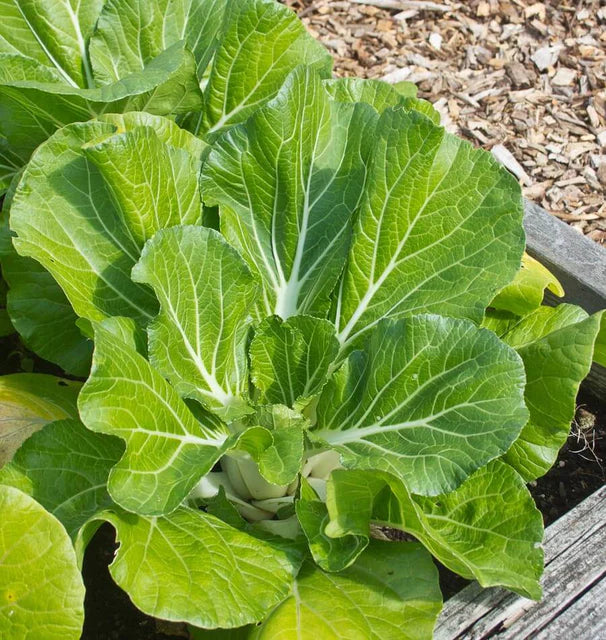 Pac Choi Joi Choi - West Coast Seeds