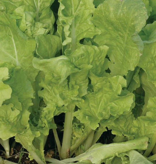 Pac Choi Taiwan - West Coast Seeds