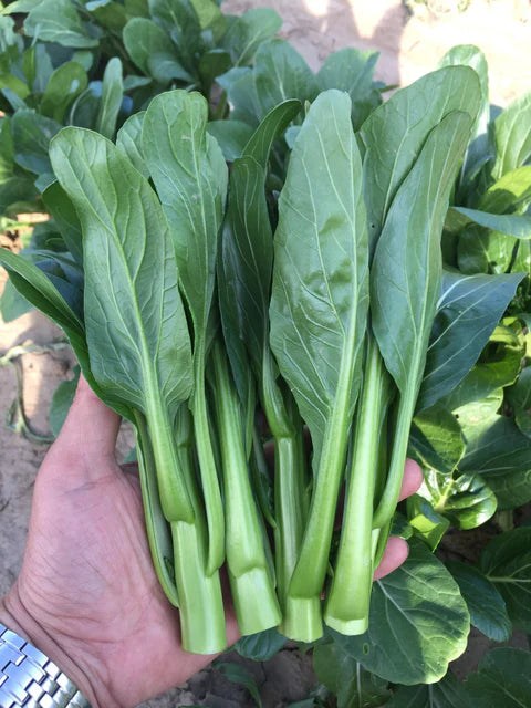 Green 70D Improved Asian Greens - West Coast Seeds