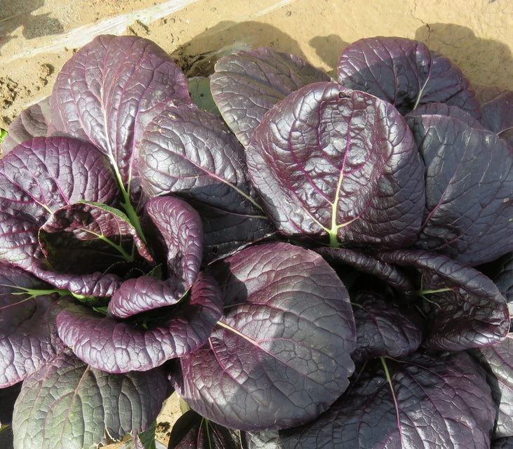 Asian Greens Red Tah Tsai - West Coast Seeds