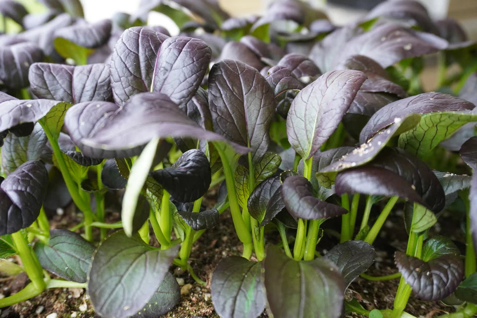 Asian Greens Red Tah Tsai - West Coast Seeds