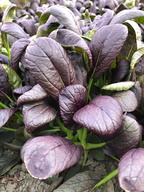 Asian Greens Red Tah Tsai - West Coast Seeds