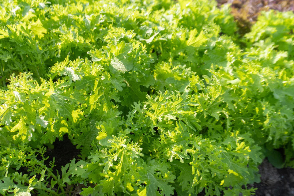 Mustard Greens Frizzy Joe - West Coast Seeds