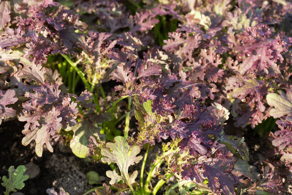Mustard Greens Frizzy Lizzy - West Coast Seeds