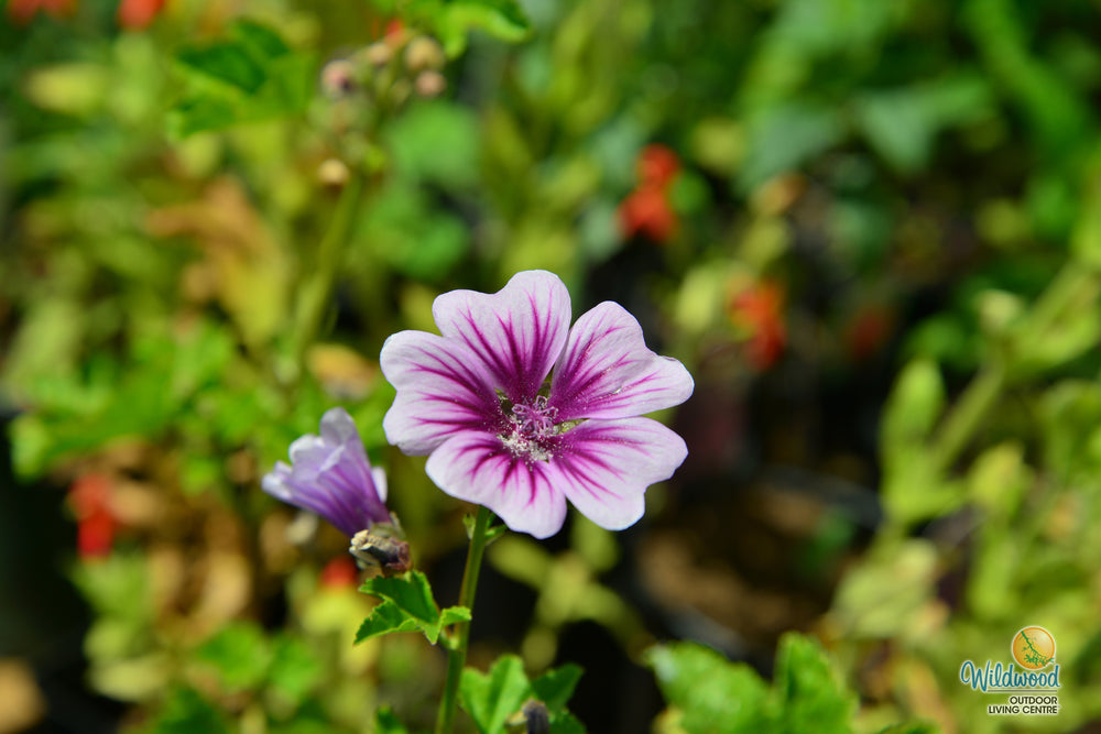 Malva - Zebrina, 1 Pack