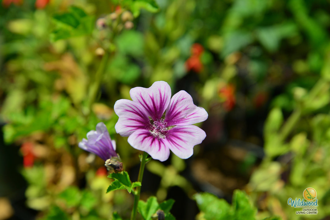 Malva Zebrina - Burpee Seeds
