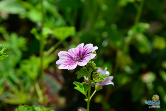 Malva Zebrina - Burpee Seeds