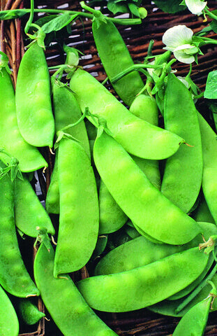Snow Pea Mammoth Melting Sugar International - Aimers Seeds