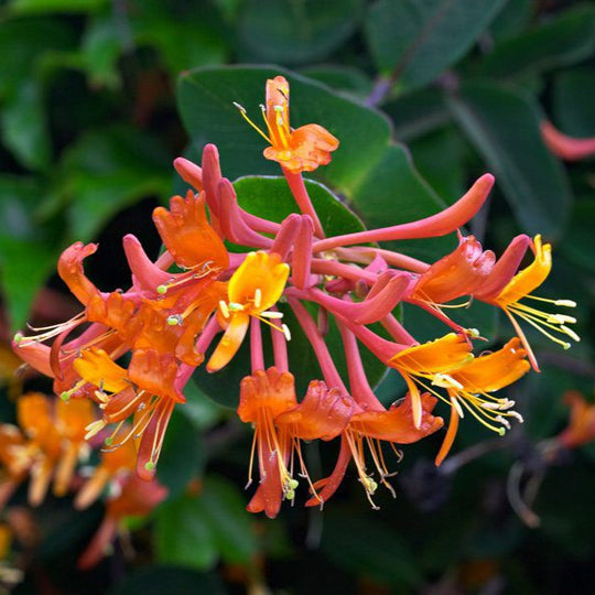 Lonicera Mandarin