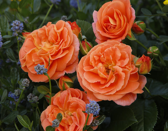 Veranda® Mango - Star Roses and Plants