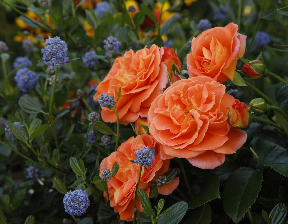 Veranda® Mango - Star Roses and Plants