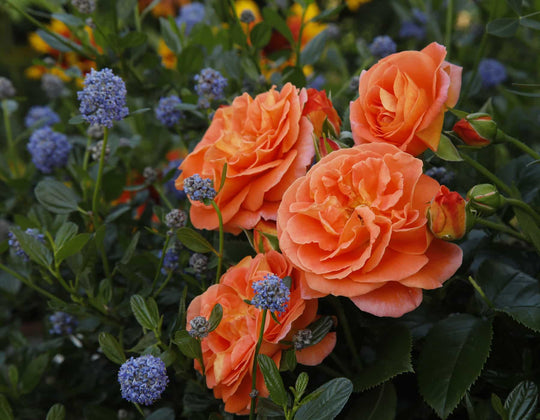 Veranda® Mango - Kordes® Roses