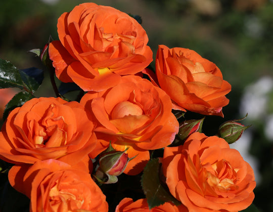 Veranda® Mango - Star Roses and Plants