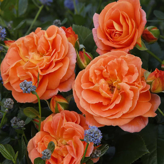 Veranda® Mango - Kordes® Roses