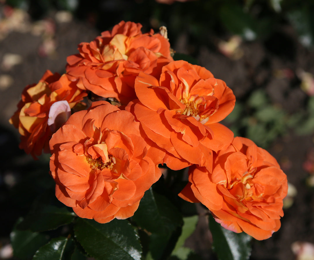 Veranda® Mango - Kordes® Roses