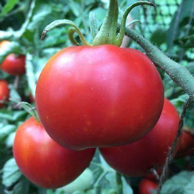 Tomato Manitoba - Pacific Northwest Seeds