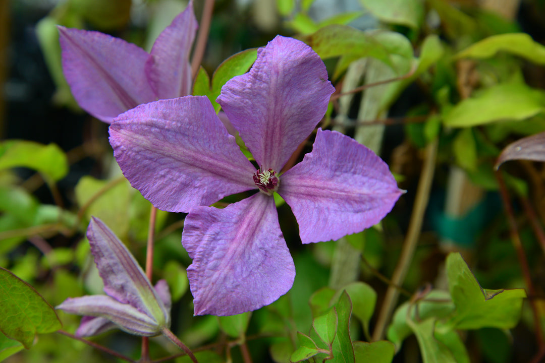 Clematis Margaret Hunt