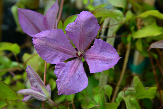 Clematis Margaret Hunt