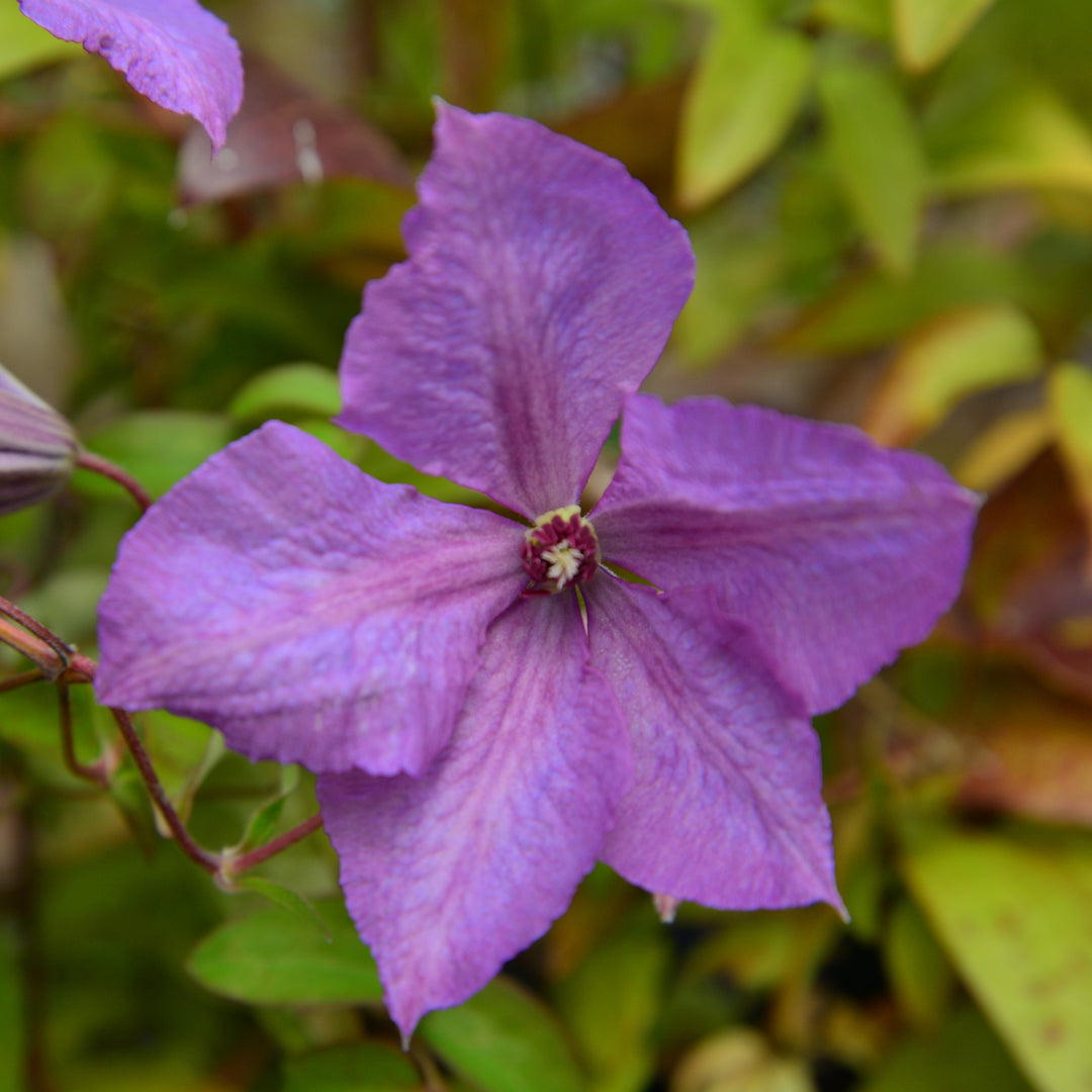 Clematis Margaret Hunt
