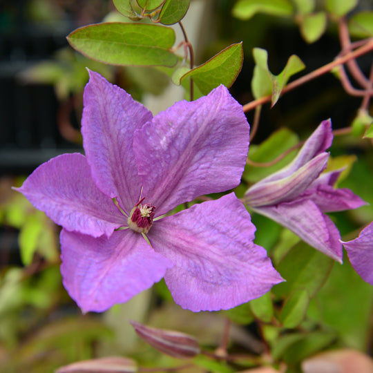 Clematis Margaret Hunt