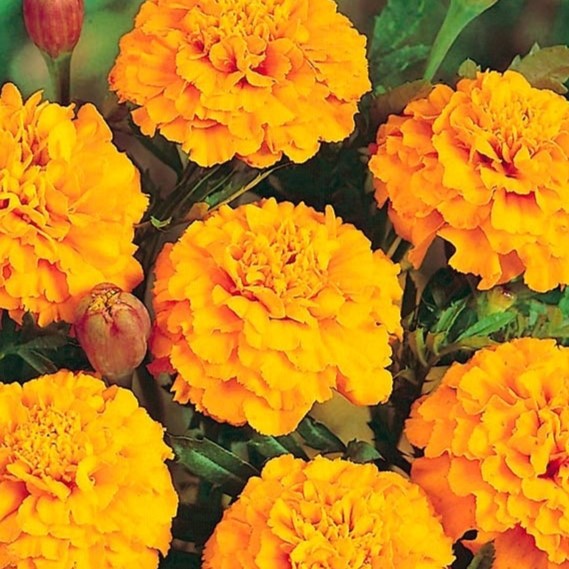 Marigold Petite Yellow - Pacific Northwest Seeds