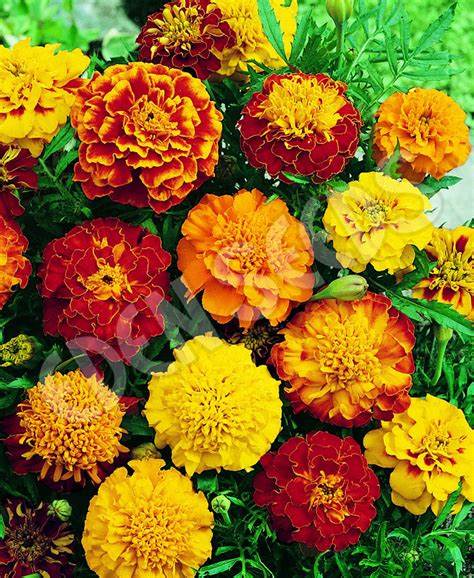 Marigold Sparky - Pacific Northwest Seeds