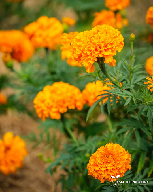 Marigold Orange Hawaii - Salt Spring Seeds