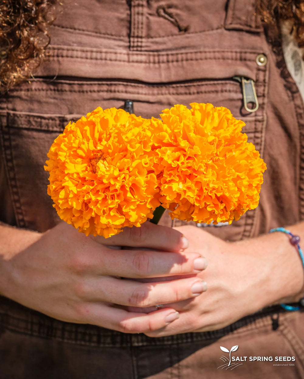 Marigold Orange Hawaii - Salt Spring Seeds