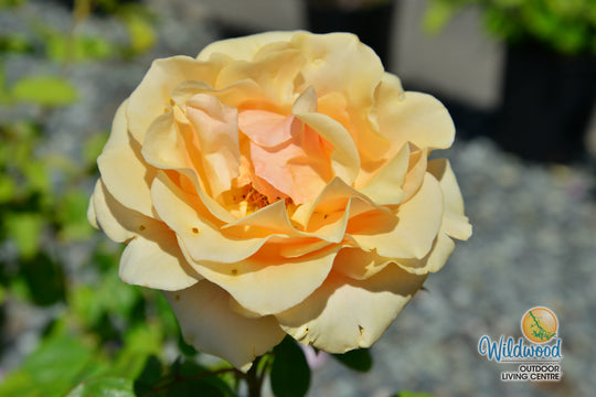 Marilyn Monroe - Weeks Rose