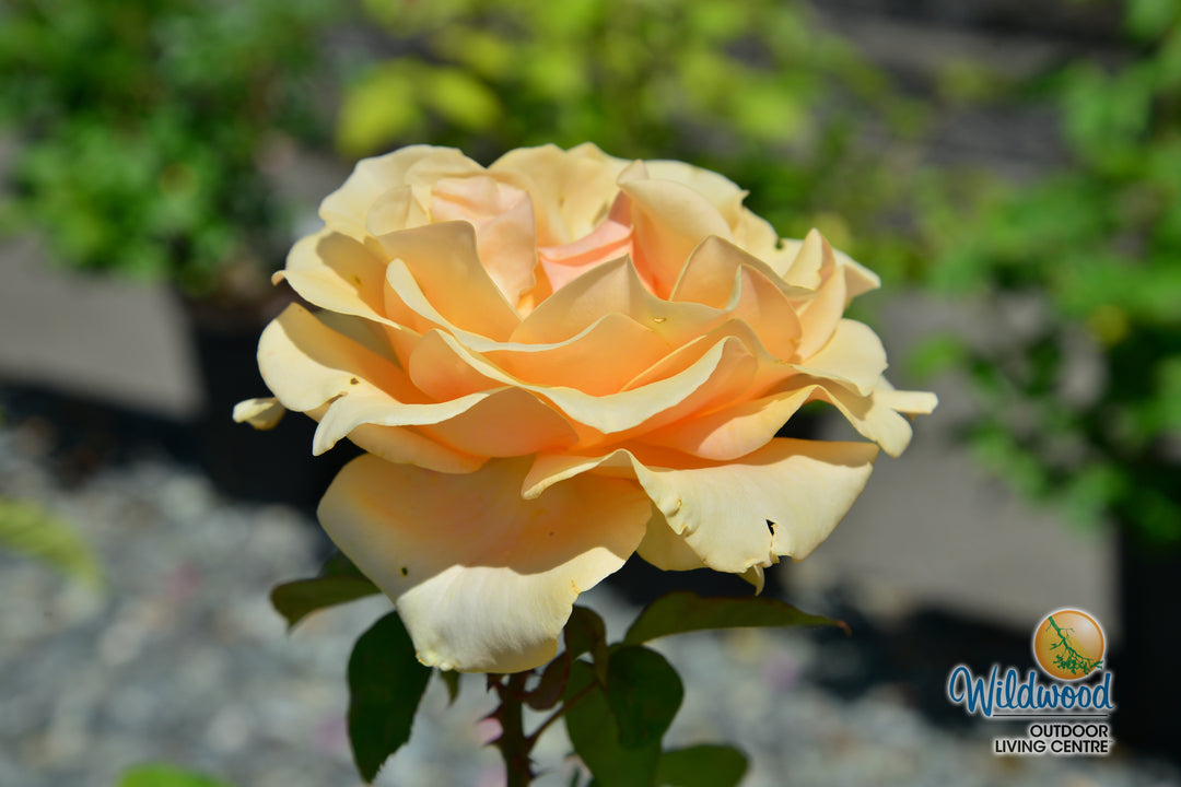 Marilyn Monroe - Weeks Rose