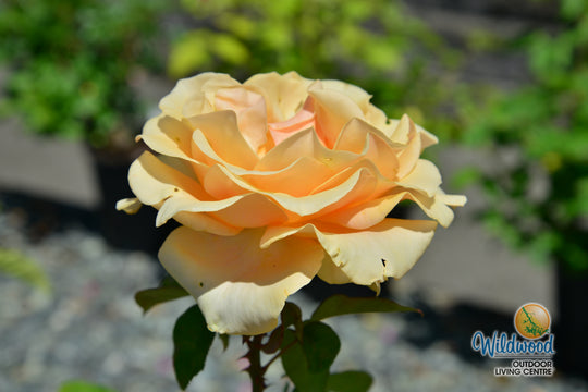 Marilyn Monroe - Weeks Rose
