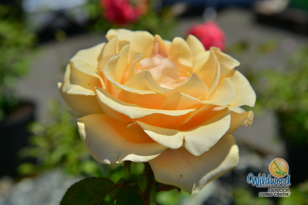 Marilyn Monroe - Weeks Rose