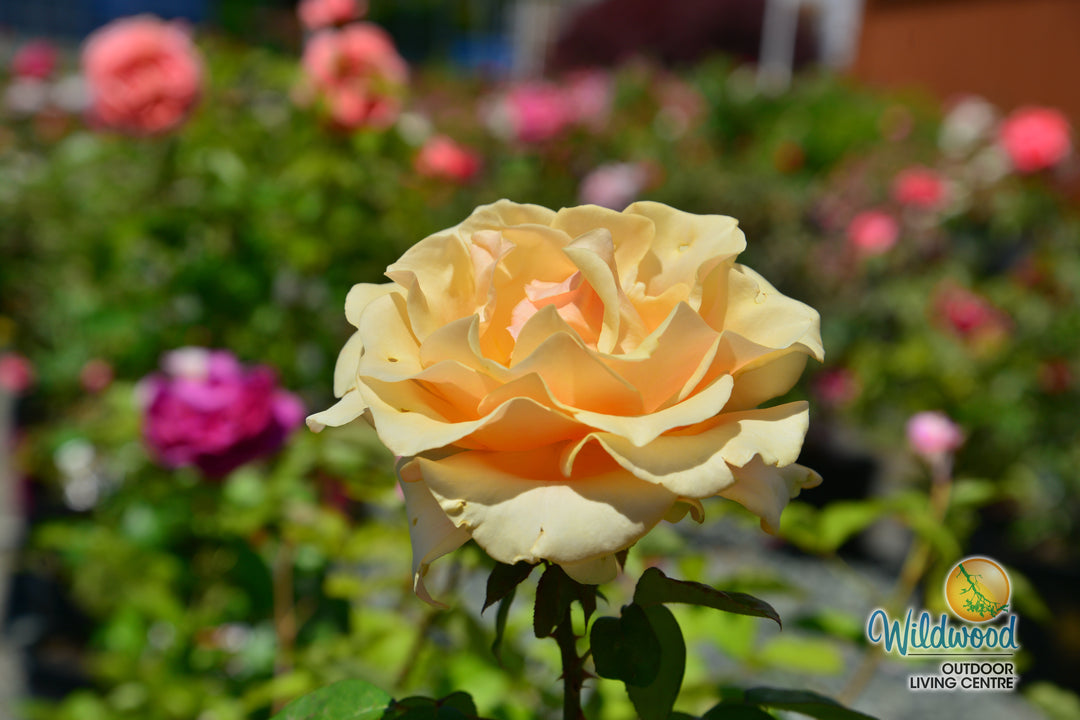 Marilyn Monroe - Weeks Rose
