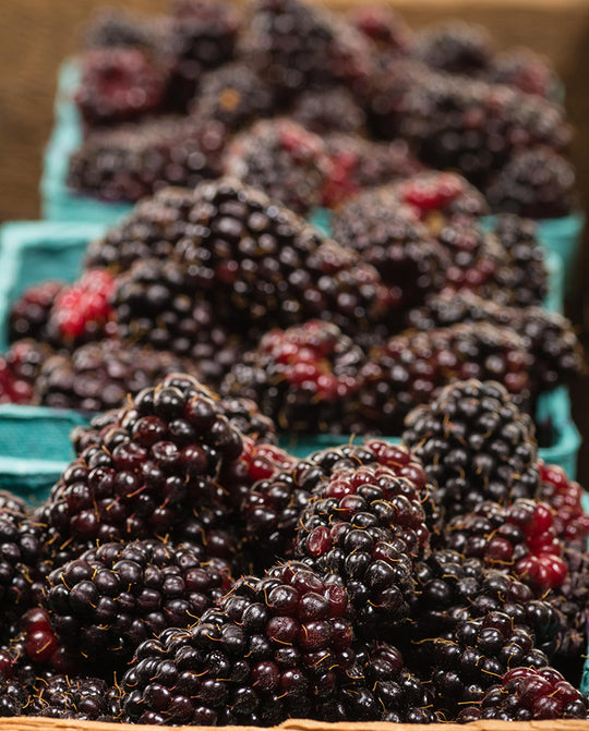 Blackberry - Marionberry